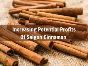 increasing-potential-profits-of-saigon-cinnamon